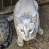 9 month old female savannah kittens