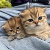 TICA Registered Scottish Straight × Scottish Fold Kittens Available for Rehoming