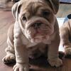 Full-suited tri color English Bulldog puppy - Blue
