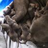 Pitbull puppies 