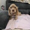 Registered Cocker Spaniel puppies