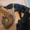 Belgian Malinois for sale