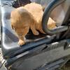 I'mAKC Golden retriever puppy