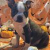 Boston terriers