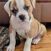 Female American Bulldogs