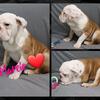 Marice is a fawn and white female IOEBA registered Olde English Bulldogge