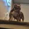 2 year old Micro American bully 