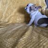 Akc reg. French Bulldog( 1 left)