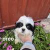 AKC males Shihtzu Puppies 