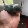 Blue baby Quakers for sale
