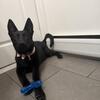 6.5 month old explosive detection dog  working line GSD parents are titled in IGP 1,2,3 