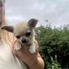 Chihuahua Puppies for Sale – Call/Text 240-366-7053
