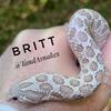Blow Out Sale!!  Cheap Western Hognose Snakes for local pickup!