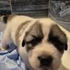 A.K.C. great Pyrenees 