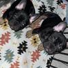 Frenchie puppies