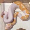 Albino Pied 