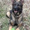 AKC GSD Czech lines Sable Female 2yo COMING INTO HEAT