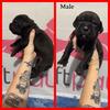 ICCF Cane Corso Males