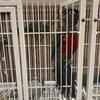 Collection of 15 conures various mutations 
