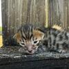 Show Quality Bengal Kittens for sale