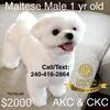 Maltese Male purebred pedigree 1 yr old-$1250-CANT AFFORD DONT CALL