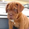 Dogue De Bordeaux - AKC Imported Bloodlines