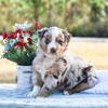 Kira 🩷AKC/ASCA Eligible Red Merle Girl