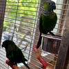 black capped conures