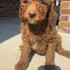 Moyen Poodle Puppies