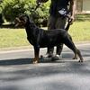 AKC registered purebred European Rottweiler 