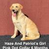 AKC Champagne/Yellow Lab Puppies