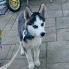 12 week old Female Siberian Husky