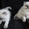 Very precious little Purrrsians
