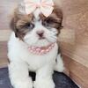 Shih tzu Puppies For sale New York and New Jersey