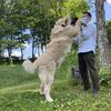 Spanish Mastiff cross Caucasian Ovcharka intact male