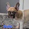 Price Reduced! Family raised registered french bulldogs. RTG!