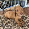 Miniature Dachshund puppies available