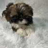 AKC Shihtzu 