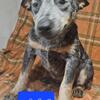 Blue heeler female puppies