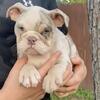 Roxie, English Bulldog Female