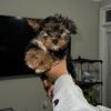 Yorkie 