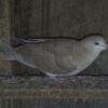 Young dove
