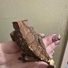 CAPPUCCINO CRESTED GECKO