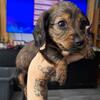 8 week female Dachshund 