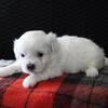 Shichon (Teddy Bear) Heather Female