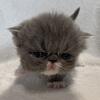 Blue and white Persian male kitten 