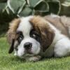 Beautiful Saint Bernard puppies for sale..7300930479