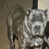 Cane corso puppies