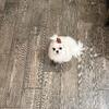Korean Maltese - female teacup 11 months old-  4lbs