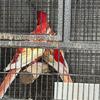 Rosella parrots parakeet